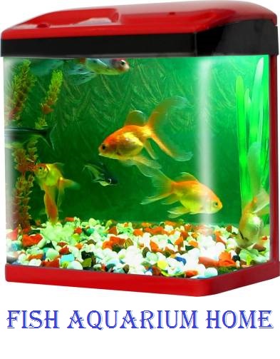FISH AQUARIUM HOME 